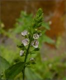 Veronica anagallis-aquatica. Часть соцветия. Чувашия, окр. г. Шумерля, берег р. Паланка. 16 августа 2012 г.