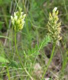 Astragalus cicer. Соцветия. Московская обл., Серебрянопрудский р-н, дубрава на коренном берегу р. Полосня. 01.07.2012.