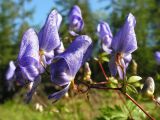 Aconitum sczukinii