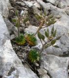 Draba cuspidata. Плодоносящее растение. Украина, Крым, Ялтинский горно-лесной природный заповедник, Ай-Петри. 23.05.2013.