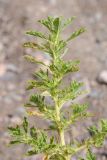 Amaranthus albus