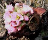 Bergenia ligulata