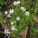 Stellaria holostea. Цветущие растения. Краснодарский край, г. Новороссийск, гора Большой Маркотх. 27.04.2014.