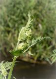 Cirsium oleraceum. Верхушка растения с раскрывающимися соцветиями. Ленинградская обл., Ломоносовский р-н, окр. дер. Низино, обочина дороги. 06.07.2014.