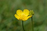 Ranunculus polyanthemos