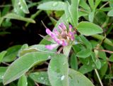 Trifolium medium