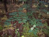 Ulmus glabra. Молодое растение в глубине соснового леса. Башкортостан, окр. Белорецка. 21.09.2009.