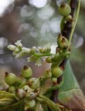 Cuscuta lupuliformis. Часть растения с цветами и плодами. Алтай, окр. пос. Манжерок. 26.08.2009.