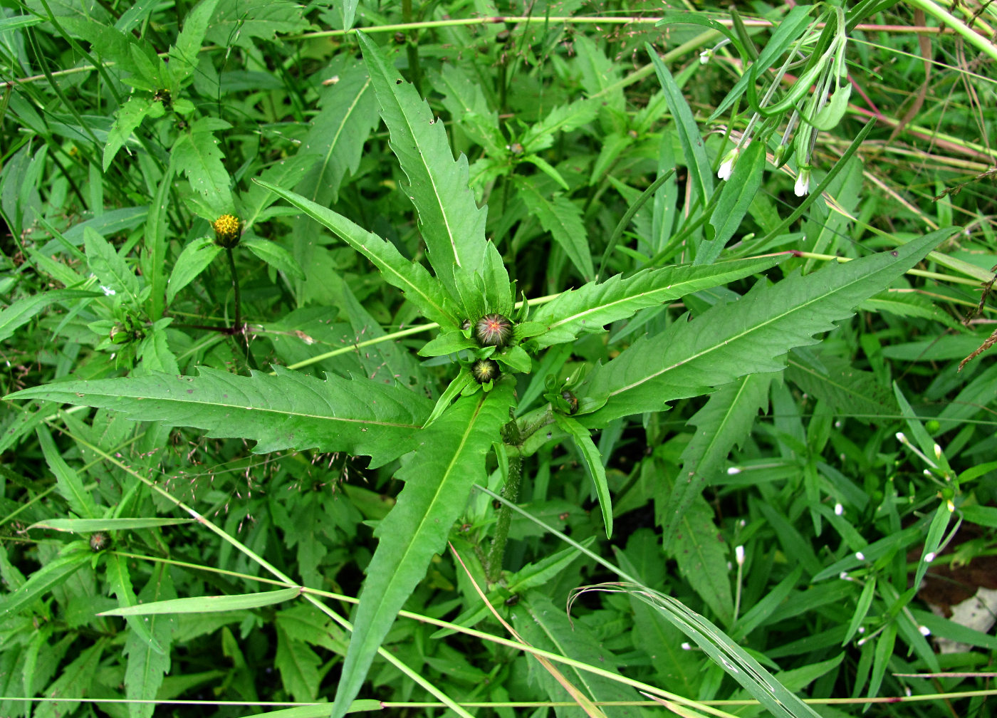 Image of Bidens cernua specimen.