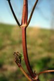 Glechoma hederacea. Часть стебля. Новгородская обл., г. Боровичи, Бобровские горы, луг у осиновой рощи. 06.05.2015.