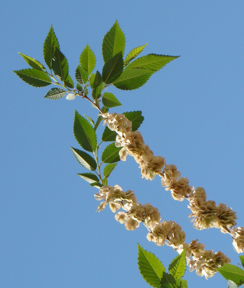 Изображение особи Ulmus pumila.