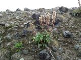 Solidago подвид lapponica