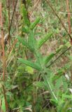 Cirsium vulgare. Лист с поражениями. Краснодарский край, Абинский р-н, окр. пос. Ахтырский, луг. 26.08.2016.