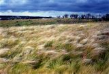 Stipa lessingiana