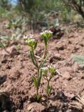 Valerianella szovitsiana