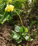 Primula macrocalyx. Цветущее растение. Восточный Казахстан, Глубоковский р-н, окр. с. Тарханка, склон сопки, зарастающий кустарниками. 10.05.2017.