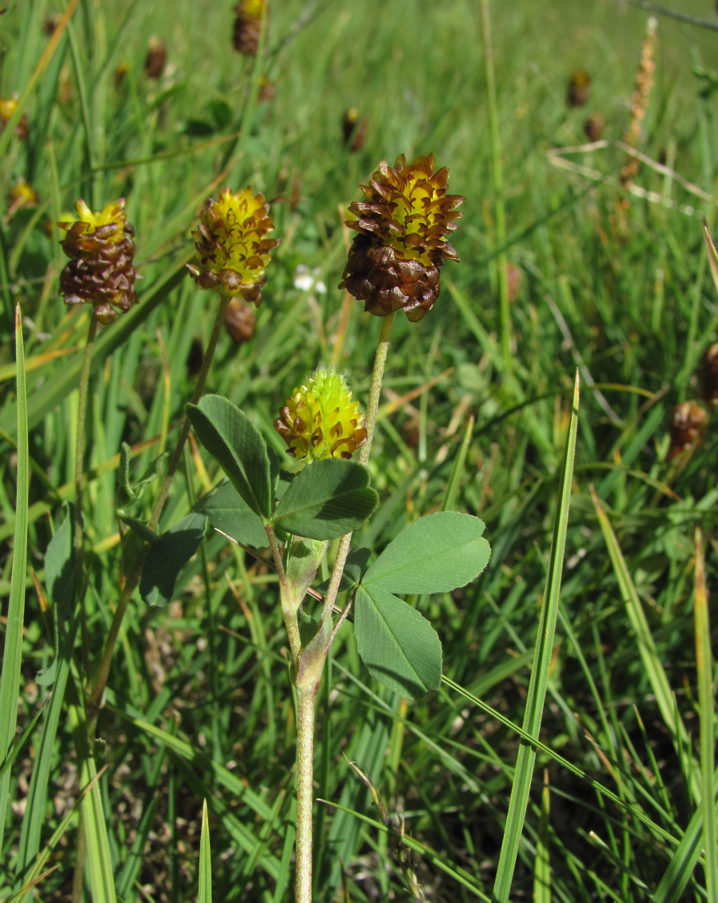 Изображение особи Trifolium spadiceum.