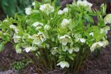 Helleborus caucasicus