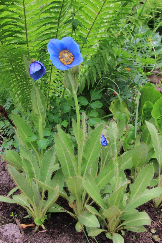 Image of Meconopsis &times; sheldonii specimen.