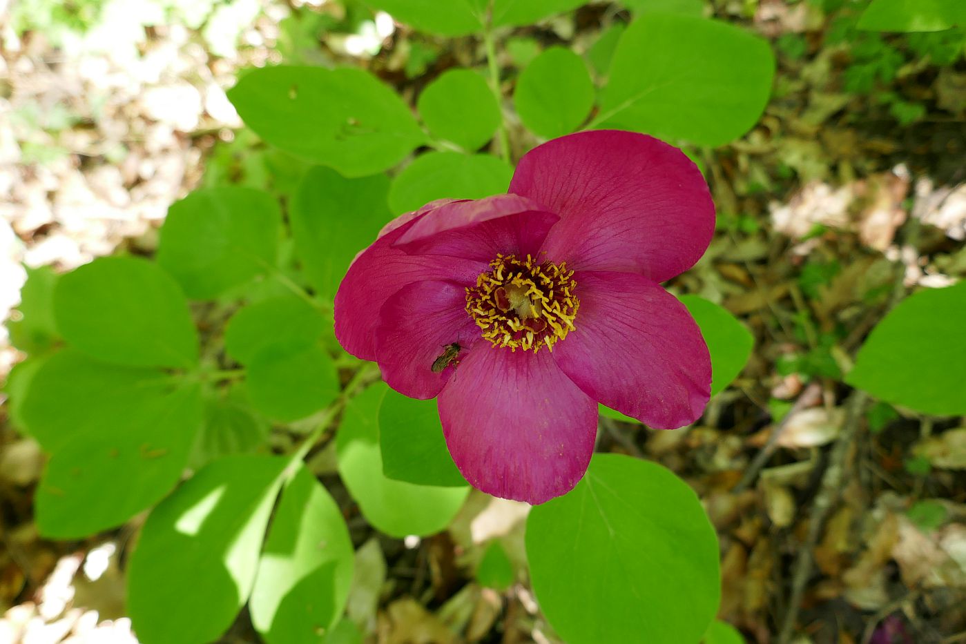 Изображение особи Paeonia caucasica.