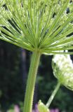 Heracleum sosnowskyi