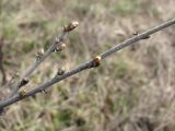 Betula nana. Часть ветви с просыпающимися почками. Окр. Архангельска, болото. 09.05.2011.