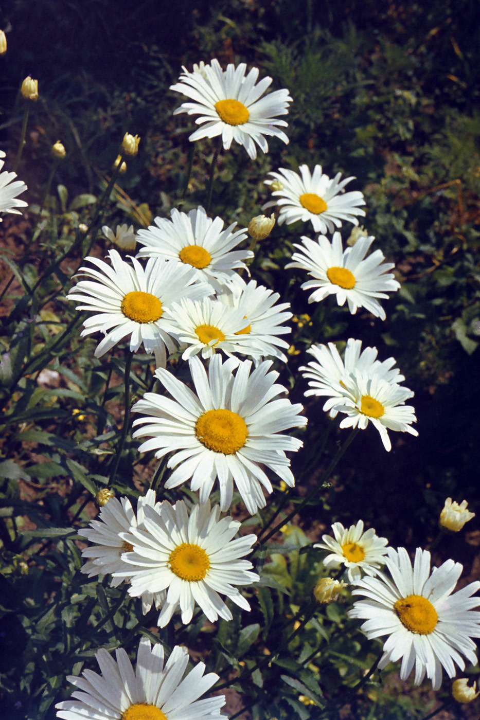 Изображение особи Leucanthemum maximum.