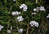 Gypsophila uralensis