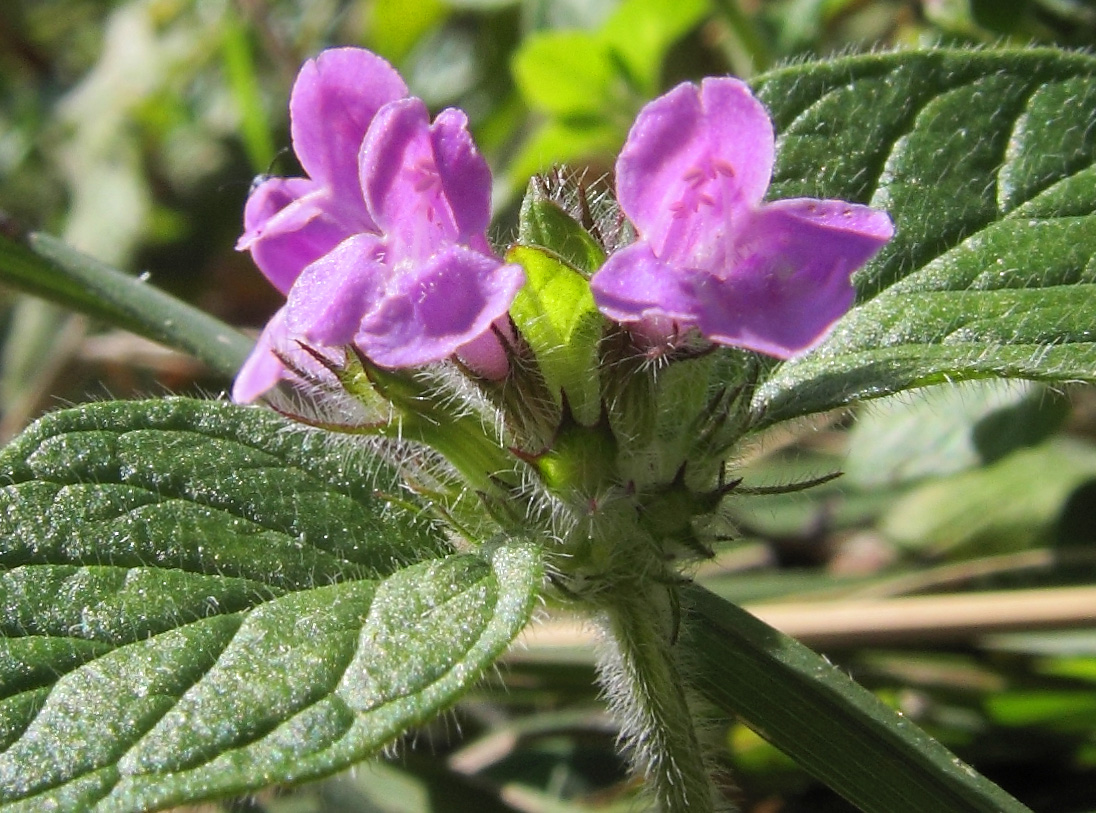 Изображение особи Clinopodium vulgare.