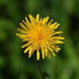 Sonchus arvensis ssp. uliginosus