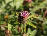 Centaurea phrygia