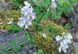 Vicia sylvatica