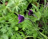 Pulsatilla regeliana