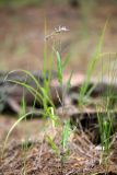 Lactuca tatarica. Цветущее растение. Ростовская обл., Шолоховский р-н, окр. хут. Антиповский, сосновый лес. 24.07.2022.