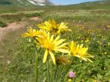 Doronicum macrophyllum. Соцветия. Адыгея, Кавказский биосферный заповедник, Абадзешский перевал, ≈ 2000 м н.у.м., субальпийский луг. 19.07.2015.