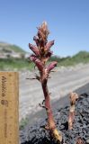 Orobanche owerinii. Цветущее и зацветающее растения (паразитируют на Crepis sonchifolia). Дагестан, Лакский р-н, окр. с. Шовкра, сланцевая осыпь. 25 июня 2023 г.