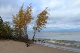 Betula pendula