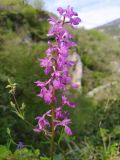 Orchis mascula. Соцветие. Краснодарский край, городской округ Сочи, Адлерский р-н, окр. с. Казачий Брод, широколиственный лес на бровке обрыва. 17.04.2023.