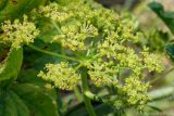 Heracleum sibiricum. Соцветие. Ростовская обл., Неклиновский р-н, Николаевское с/п, дол. р. Миус. 20.07.2012.