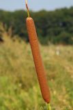 Typha angustifolia