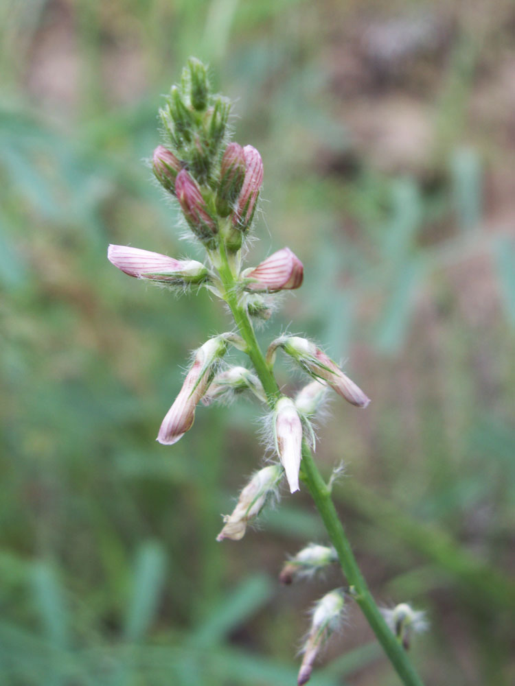 Изображение особи Onobrychis pulchella.