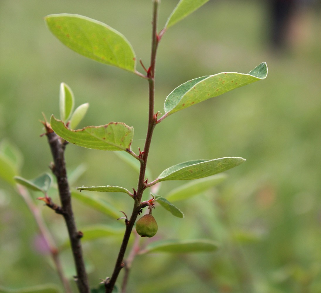 Изображение особи Cotoneaster integerrimus.