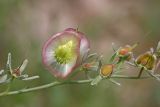 Rindera echinata. Плоды. Южный Казахстан, нижний Боролдай, лощина Акжар. 10.05.2013.