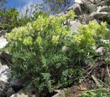 Oxytropis pilosa. Цветущее растение. Краснодарский край, г. Новороссийск, гора Большой Маркотх. 03.05.2014.