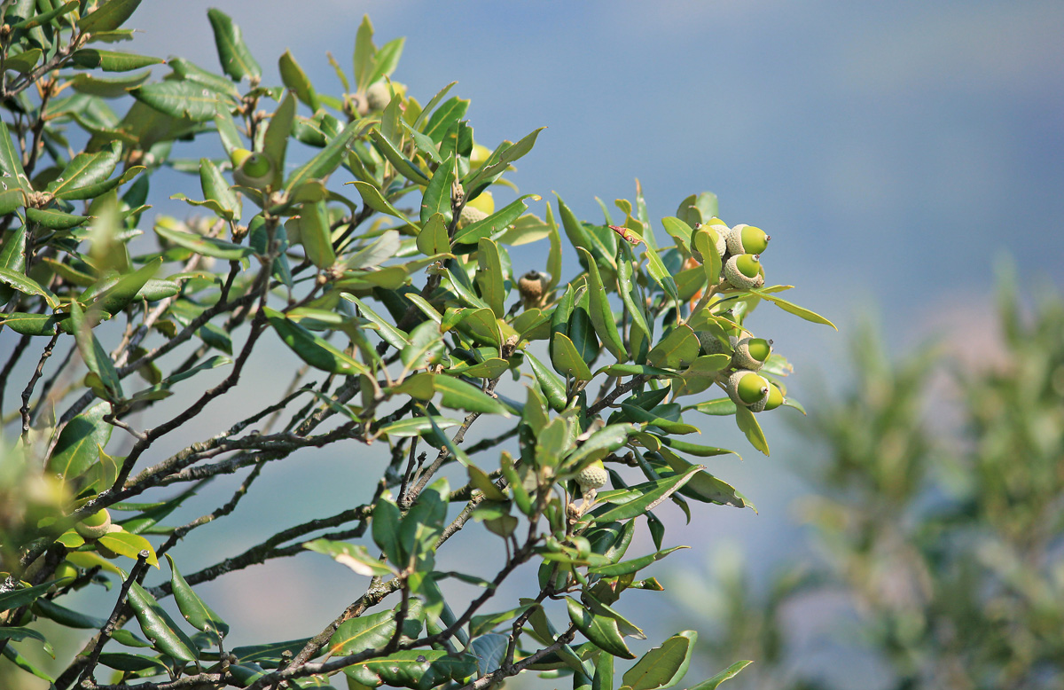 Изображение особи Quercus ilex.