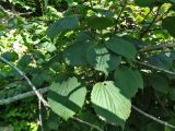 Viburnum wrightii