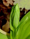 Platanthera chlorantha