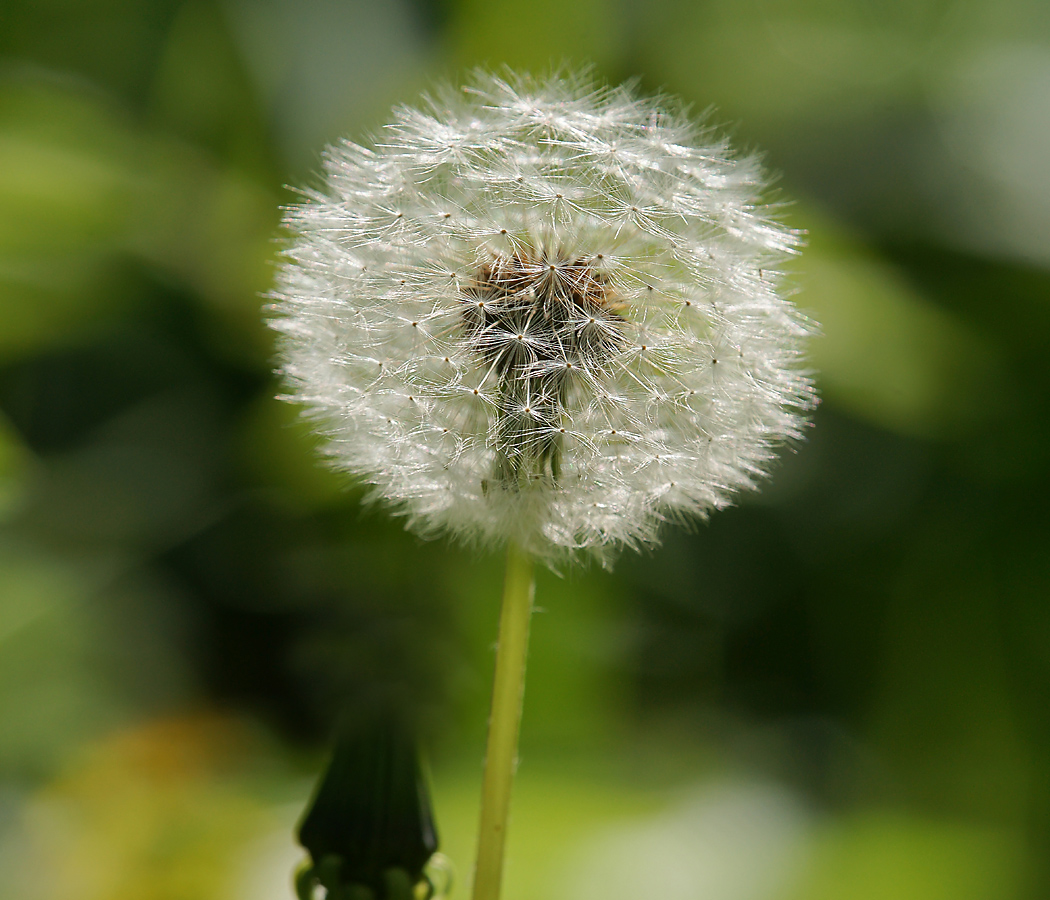 Изображение особи Taraxacum officinale.