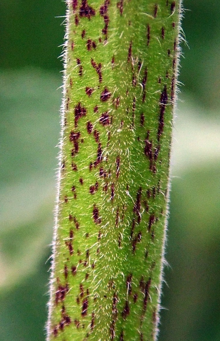 Изображение особи Salvia tesquicola.
