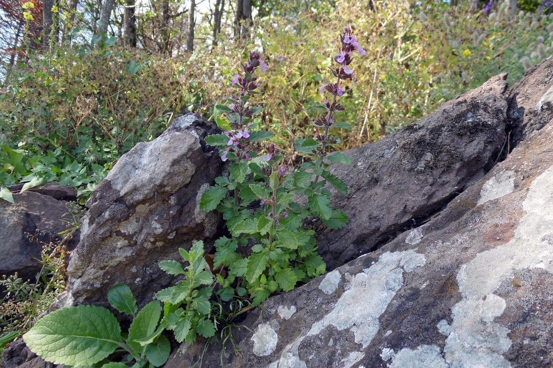 Изображение особи Teucrium chamaedrys.